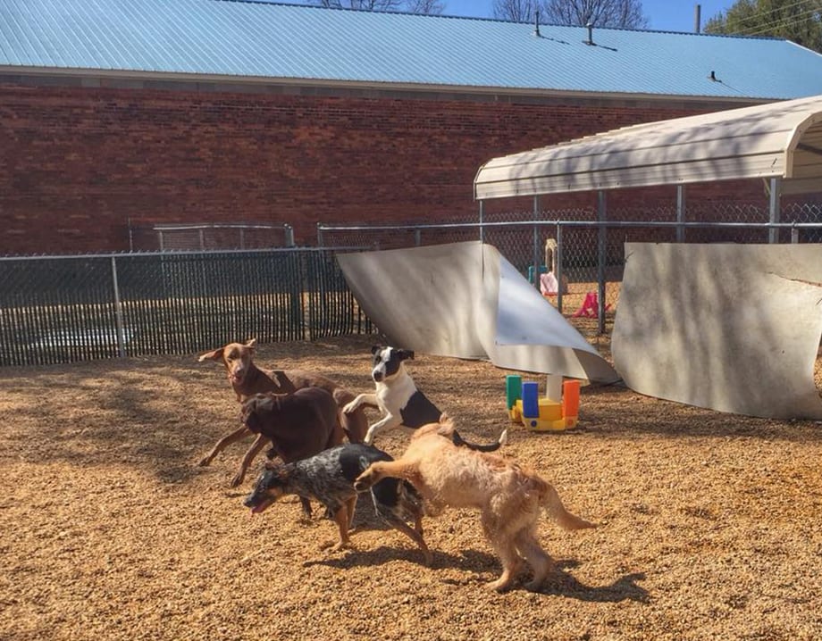 Dogs day inn pet resort